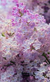 Lilacs