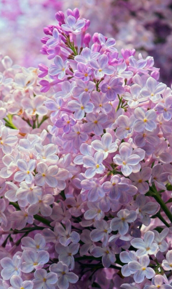 Lilacs