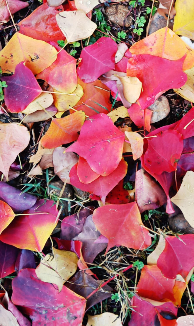 Red Leafs