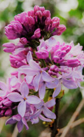 Lilacs