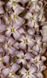 lilacs 