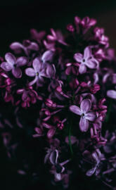 Lilac flowers