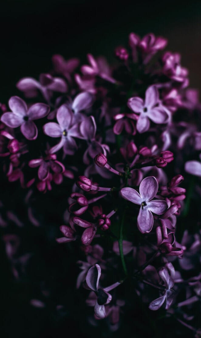 Lilac flowers