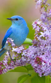 Mountain Bluebird