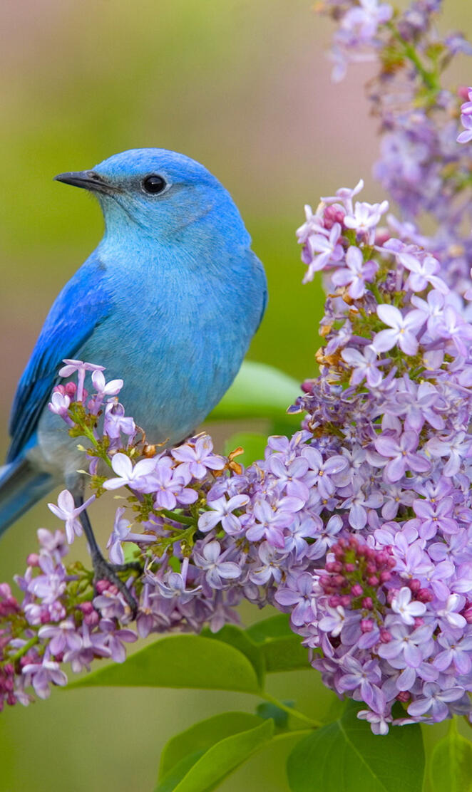 Mountain Bluebird