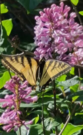 Butterfly in Lilacs