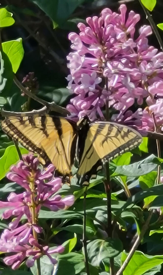 Butterfly in Lilacs