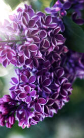 Lilac Flowers