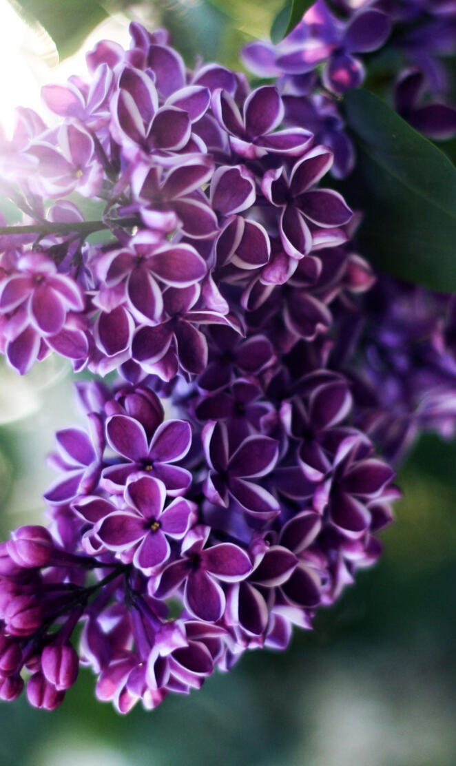 Lilac Flowers