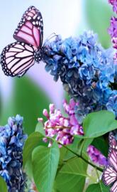 Butterfly and Lilacs
