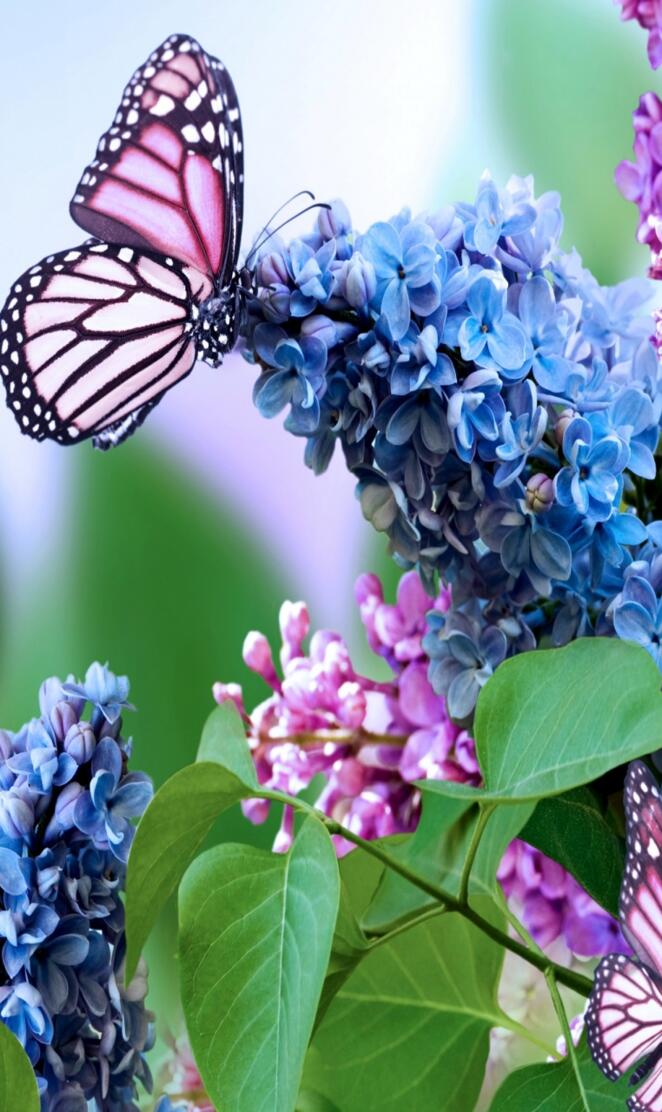 Butterfly and Lilacs