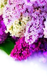 Lilac Flowers