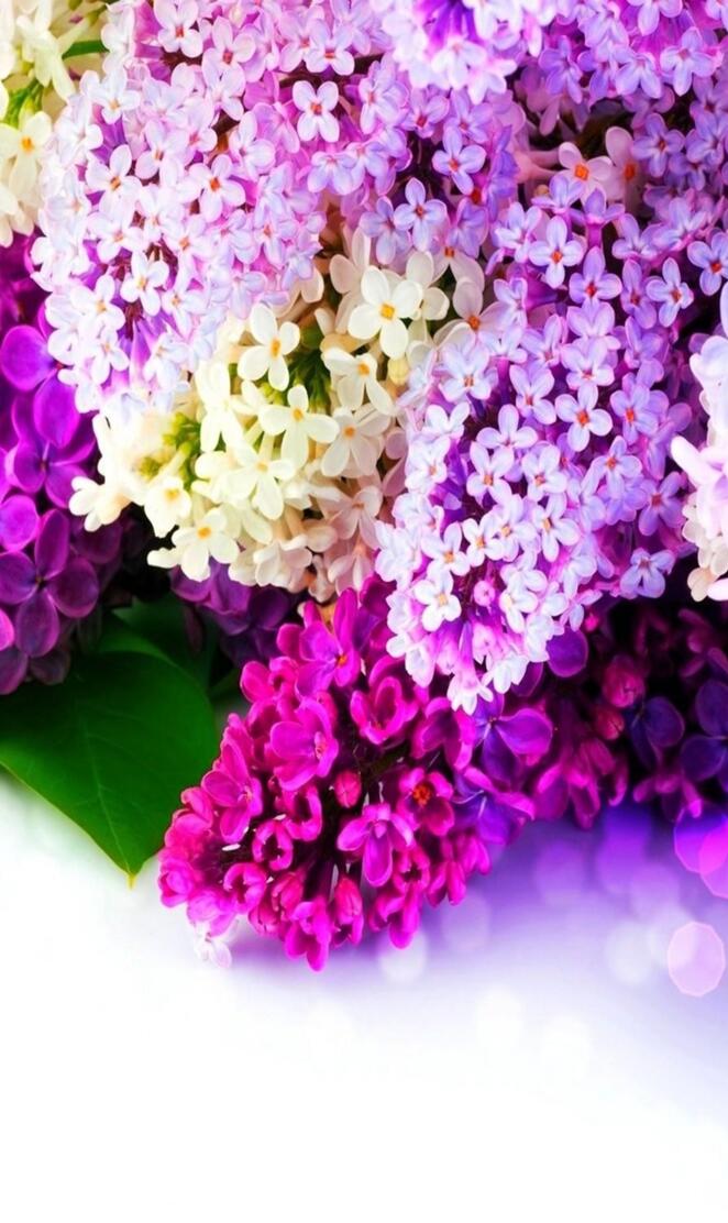 Lilac Flowers