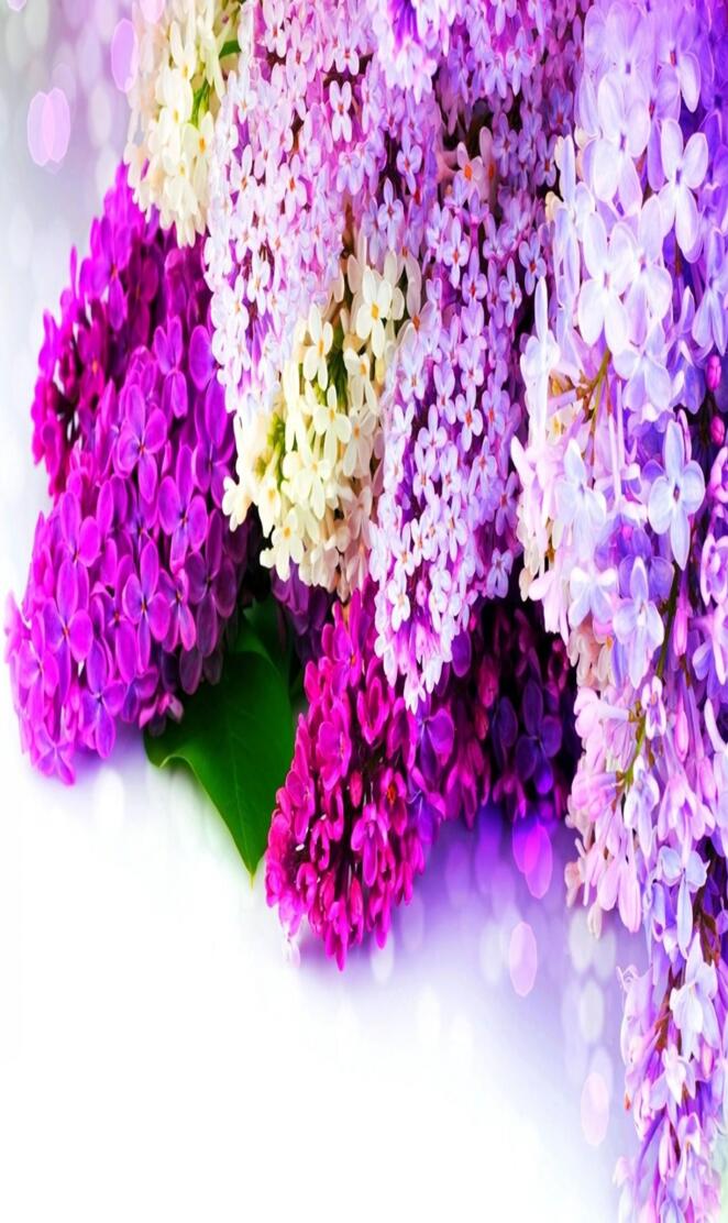 Lilac Flowers