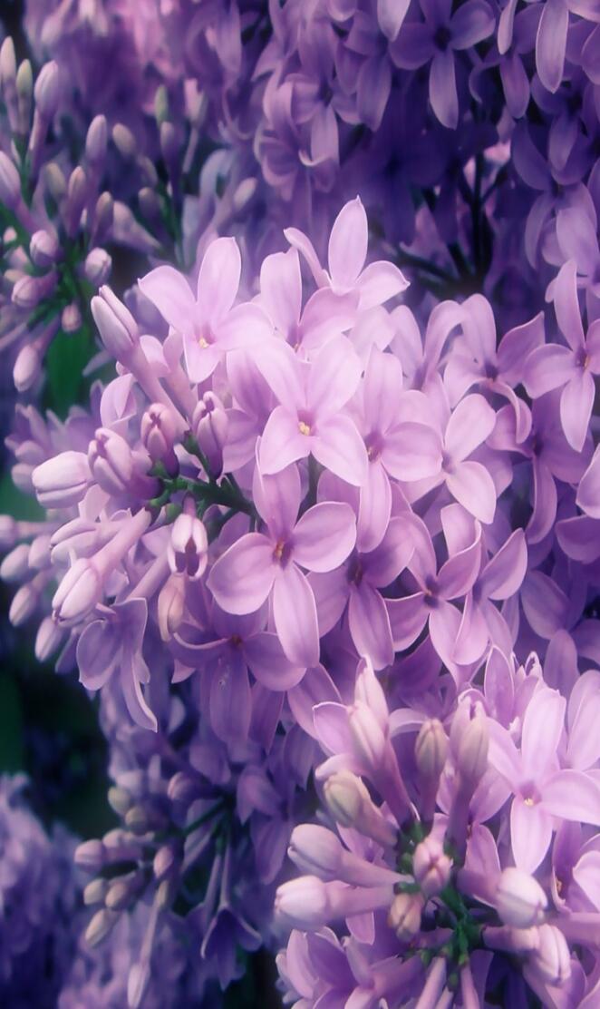 purple lilac