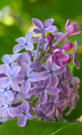 lilac flower
