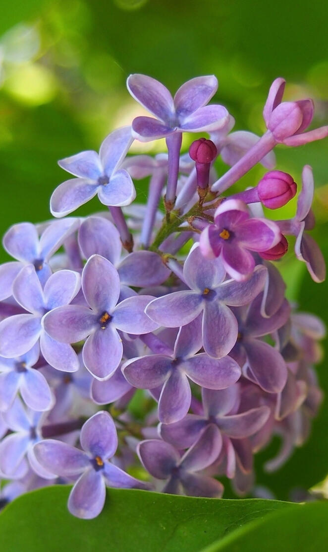 lilac flower