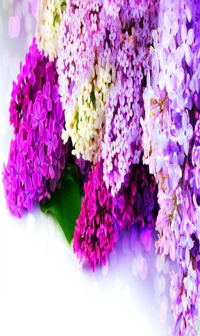 Lilac Flowers