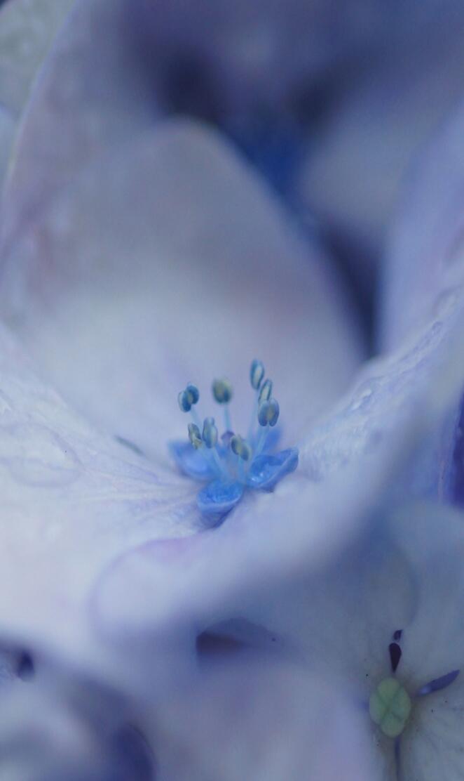 Macro Lilac