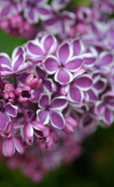 Lilacs In Melrose