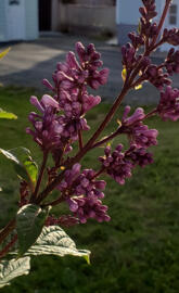 Lilacs In Bloom
