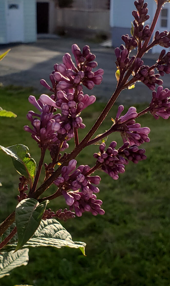 Lilacs In Bloom