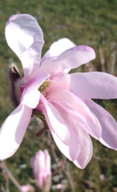 Magnolia