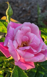 Sun Dappled tea rose