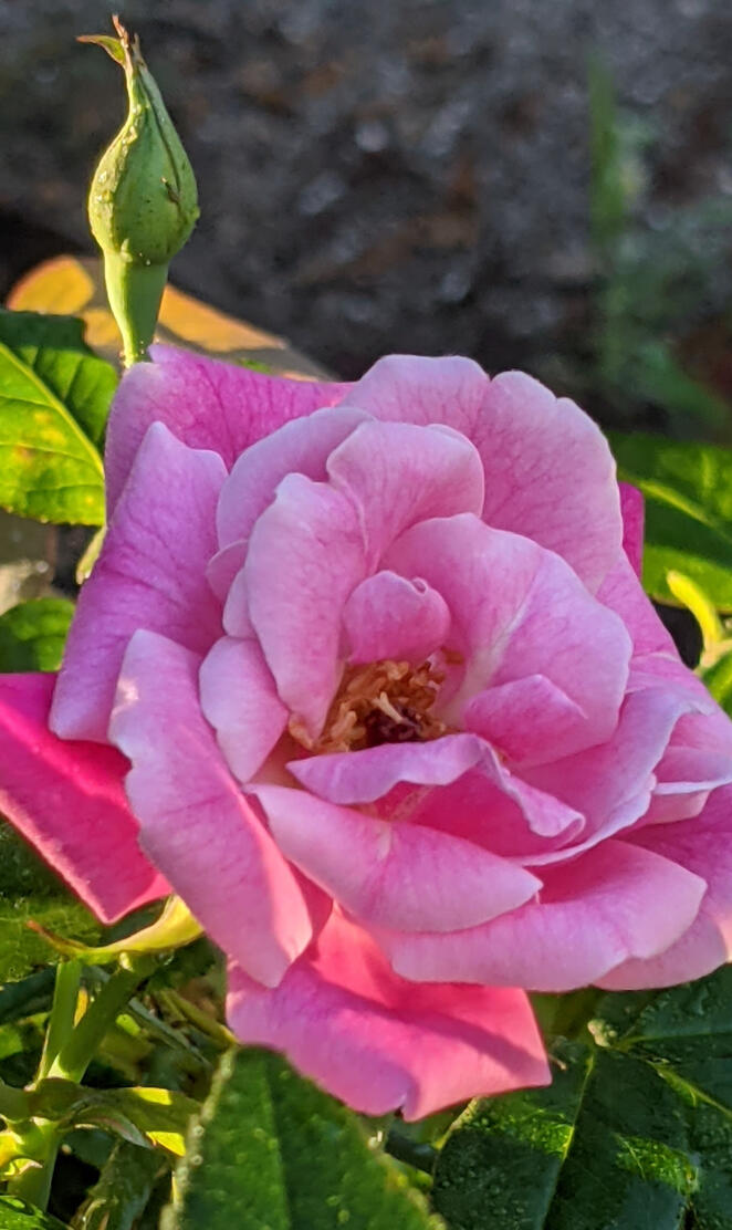 Sun Dappled tea rose