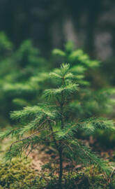 Green-Moss-Flower-Na