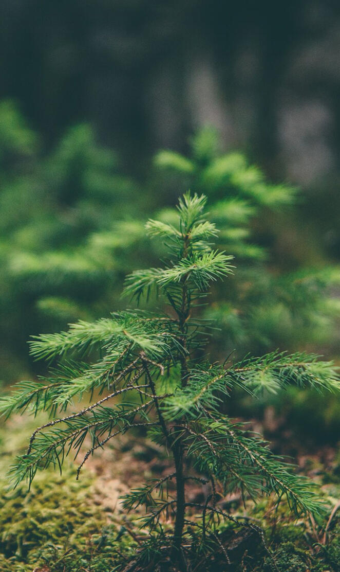 Green-Moss-Flower-Na