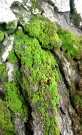 Mossy Bark