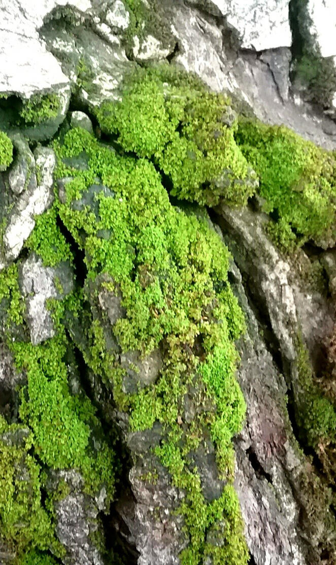 Mossy Bark