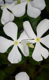 Periwinkle White