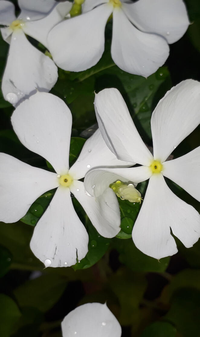 Periwinkle White