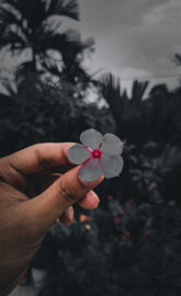 Madagascar periwinkle 