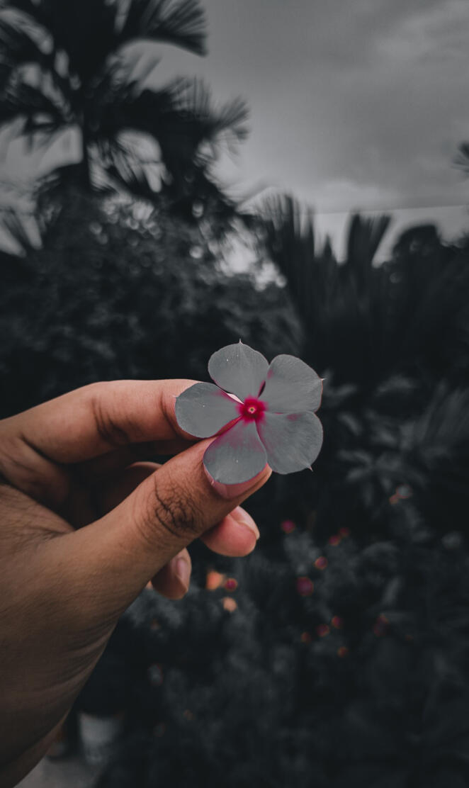 Madagascar periwinkle 