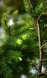 Pine tree