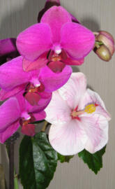 Hibiscus And Orchids