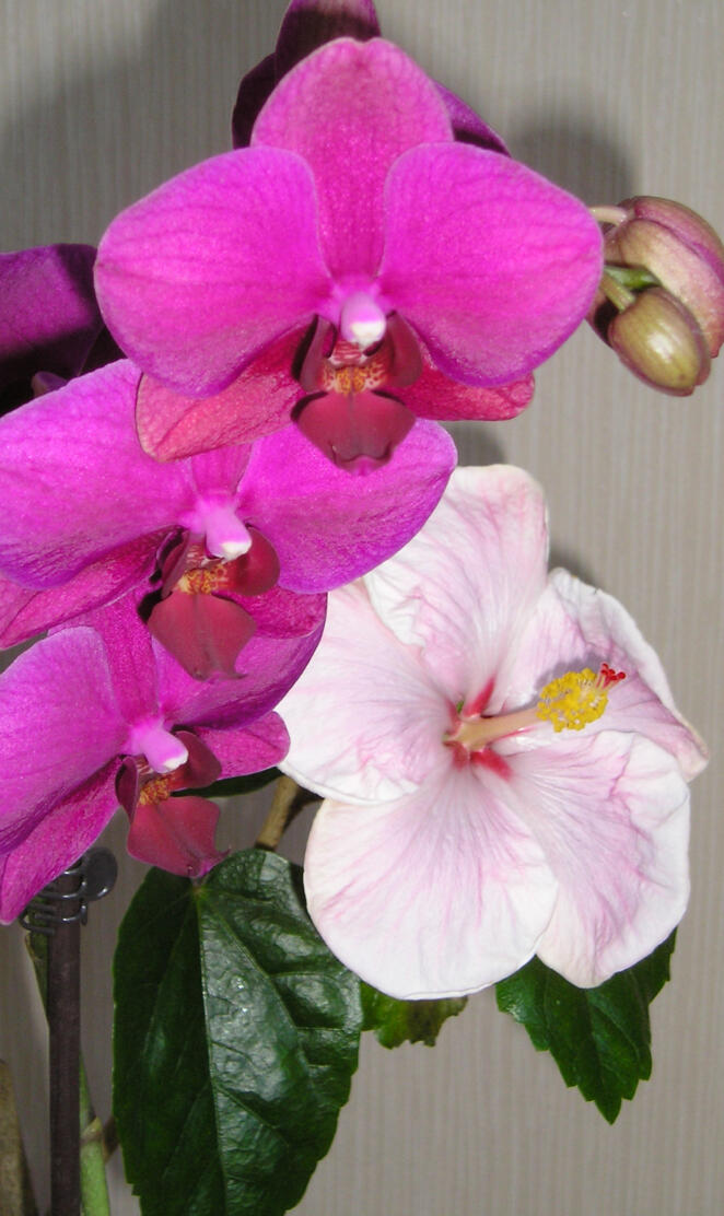 Hibiscus And Orchids