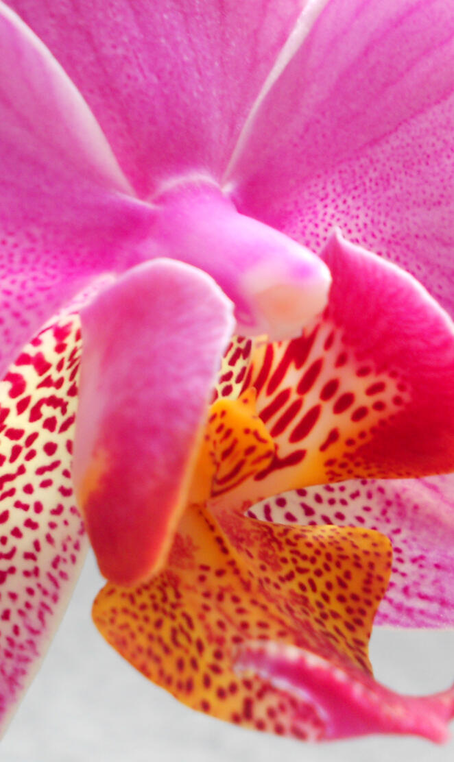 Pink Phalaenopsis