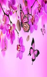 Orchids butterflies