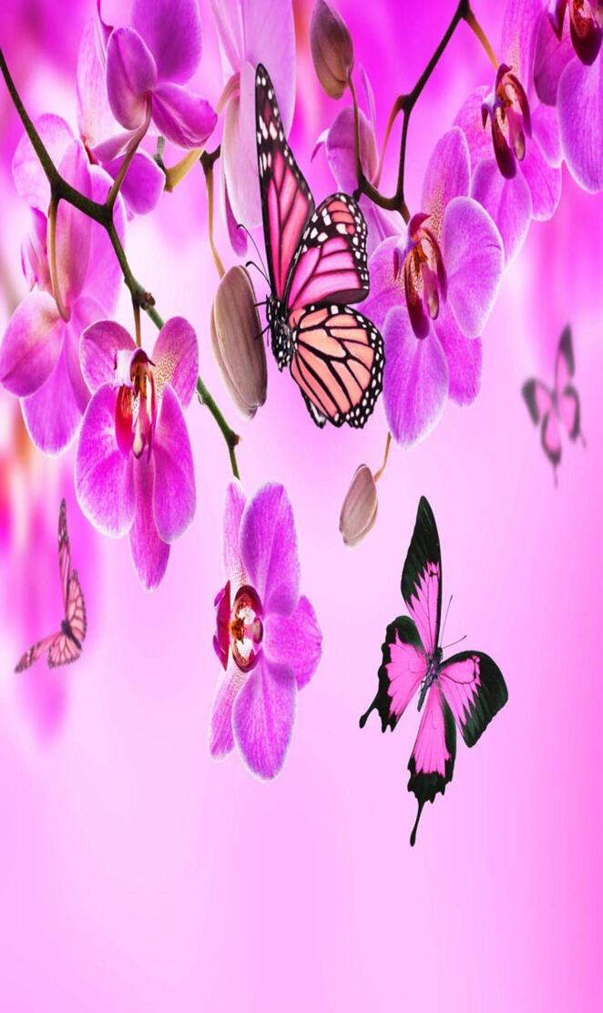 Orchids butterflies