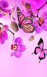 Orchids butterflies