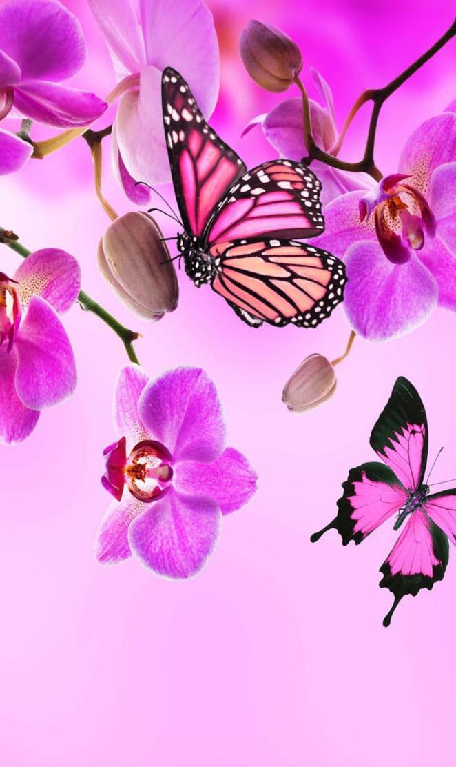 Orchids butterflies
