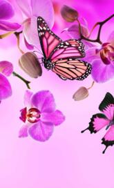 Orchids butterflies