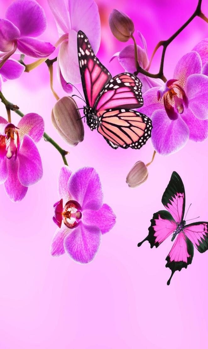 Orchids butterflies