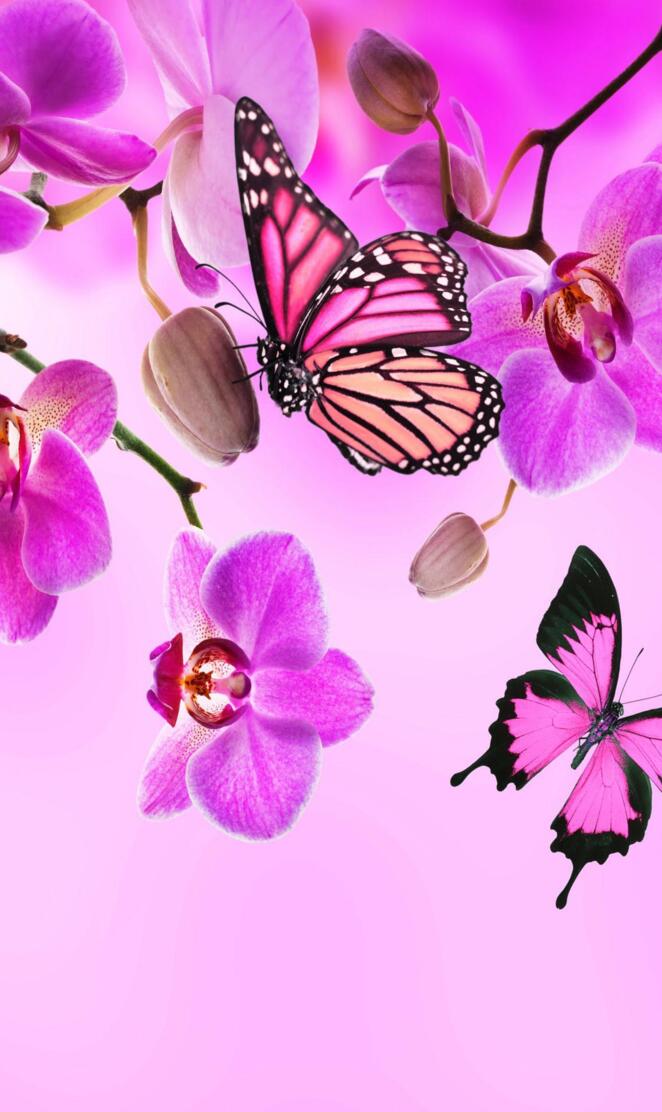 Orchids butterflies
