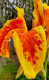 Canna indica
