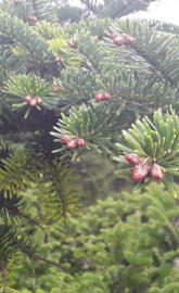 Pine tree
